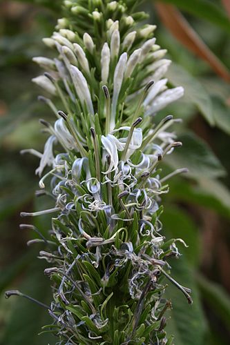 Lobelia columnaris